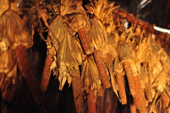 Colheita de milho, como faziam os antigos indíenas da região do parque 'Natural Bridge', na Virginia, nos Estados Unidos